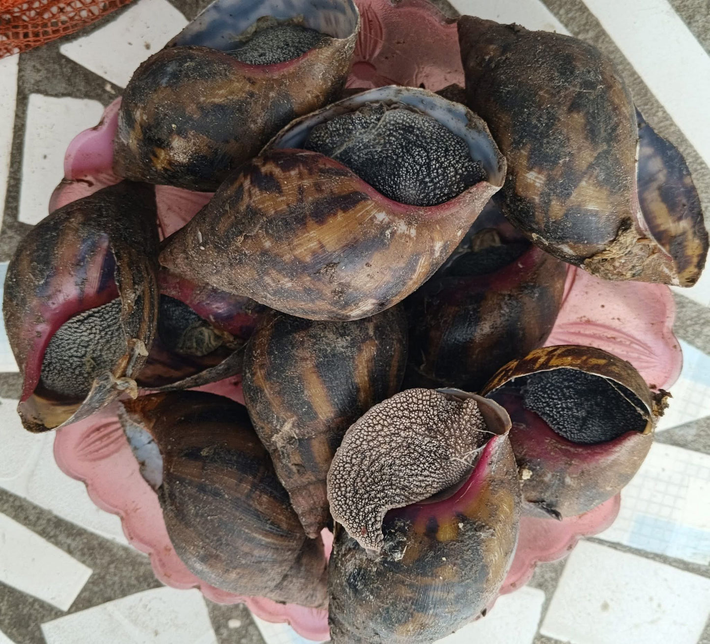 ESCARGOTS