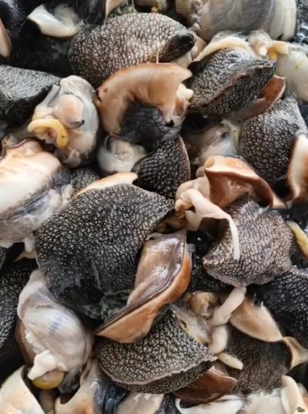 ESCARGOTS