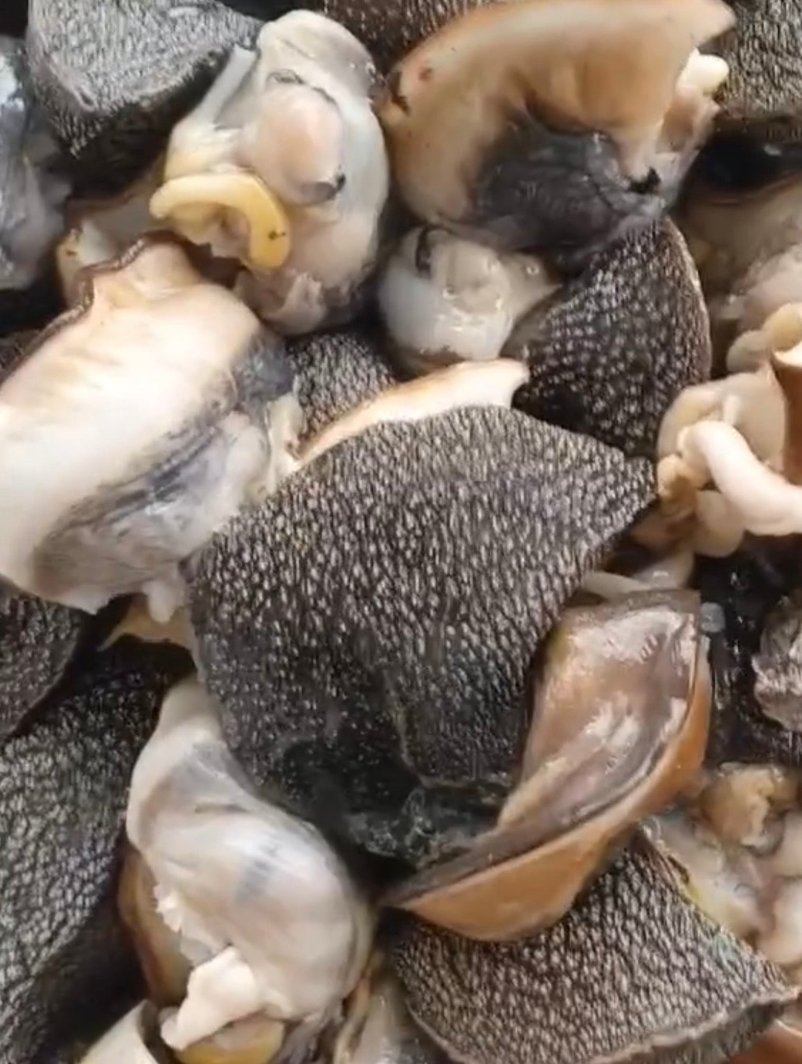 ESCARGOTS
